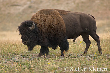006 Amerikanischer Bison - Buffalo